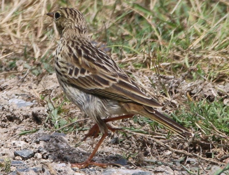 pipit 2.jpg