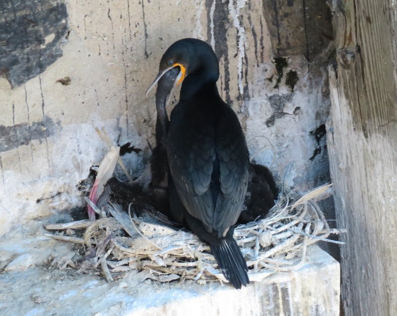 J2 Le Cap 328b - Cormoran et son petit (Copier).JPG