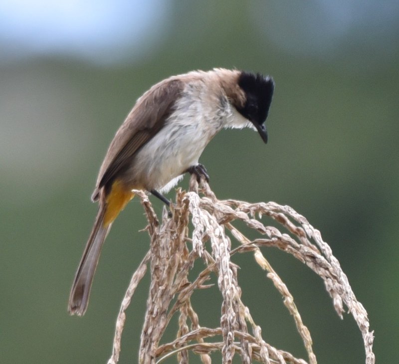 Bulbul_Poitrine_Brune_opt.jpg