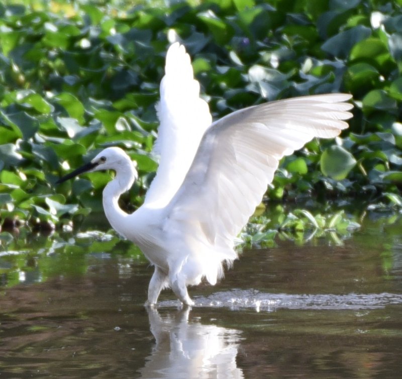 Aigrette_Garzette_opt.jpg