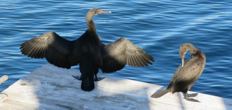 J2 Le Cap 356 - Cormorans (2) (Copier).JPG