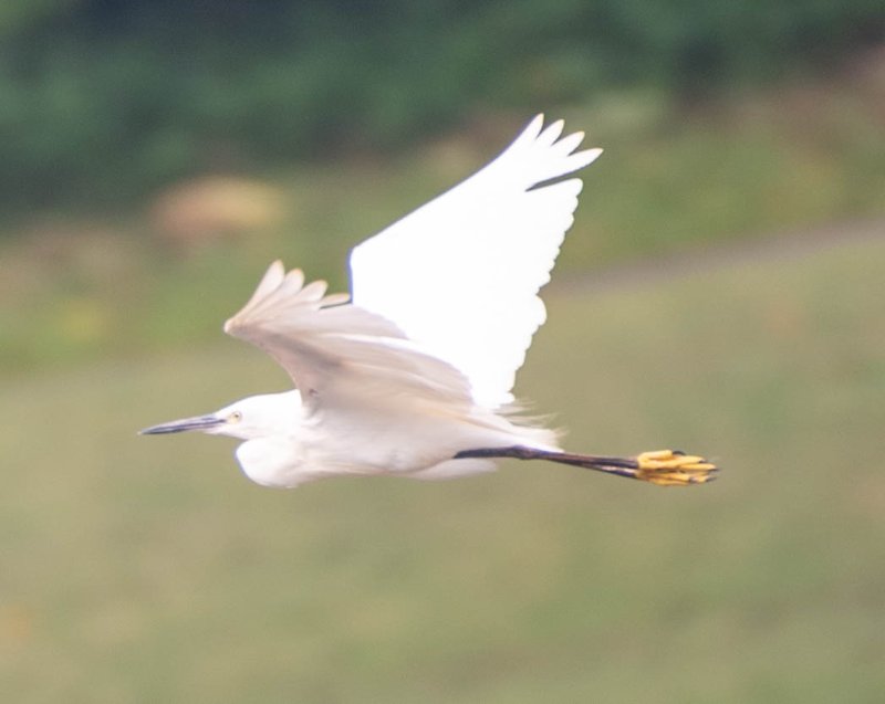 aigrette-rec.jpg