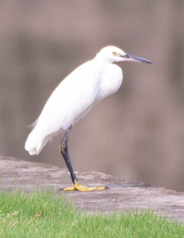 aigrette-garzette.jpg.jpg