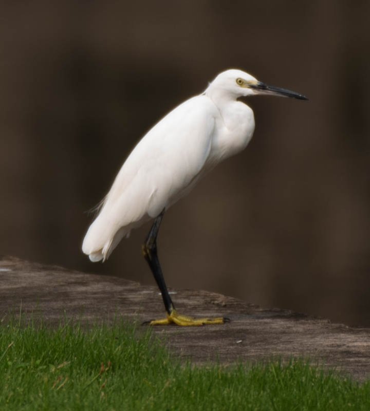 aigrette-rework.jpg