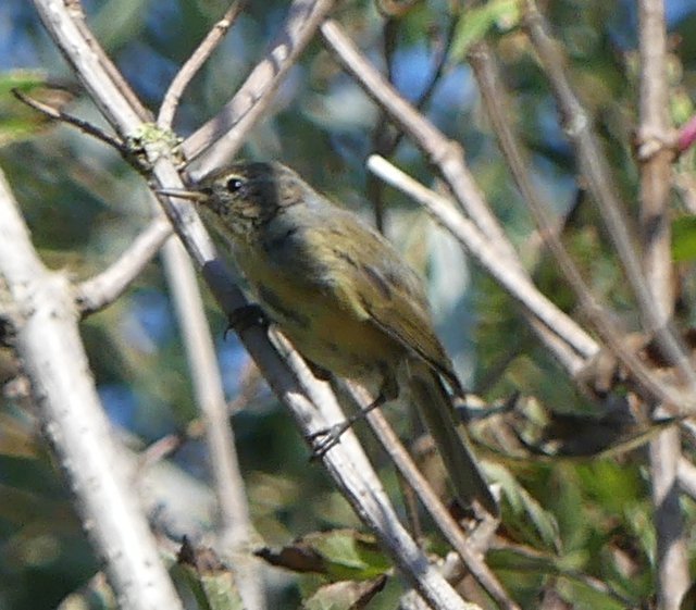 oiseau baie de somme.jpg