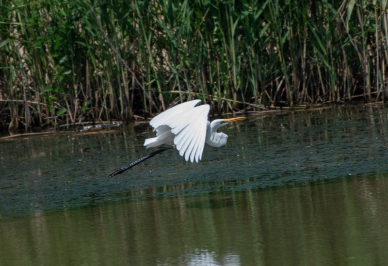 aigrette.jpg