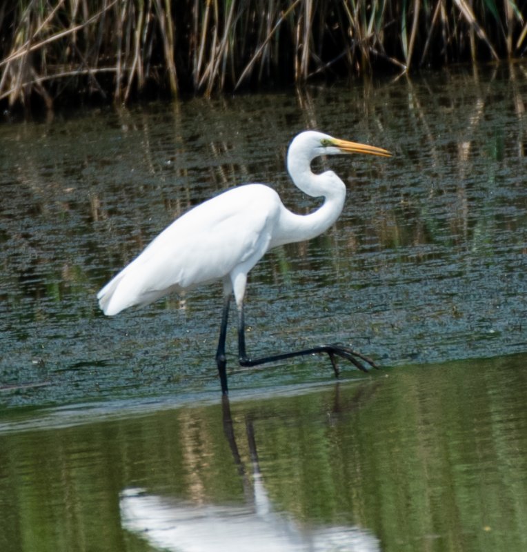 aigrette2.jpg
