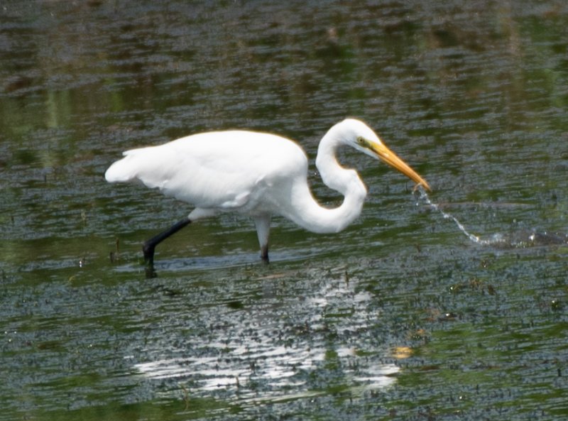aigrette3.jpg