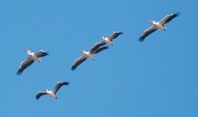 pelican.jpg