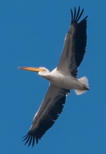 pelican4.jpg