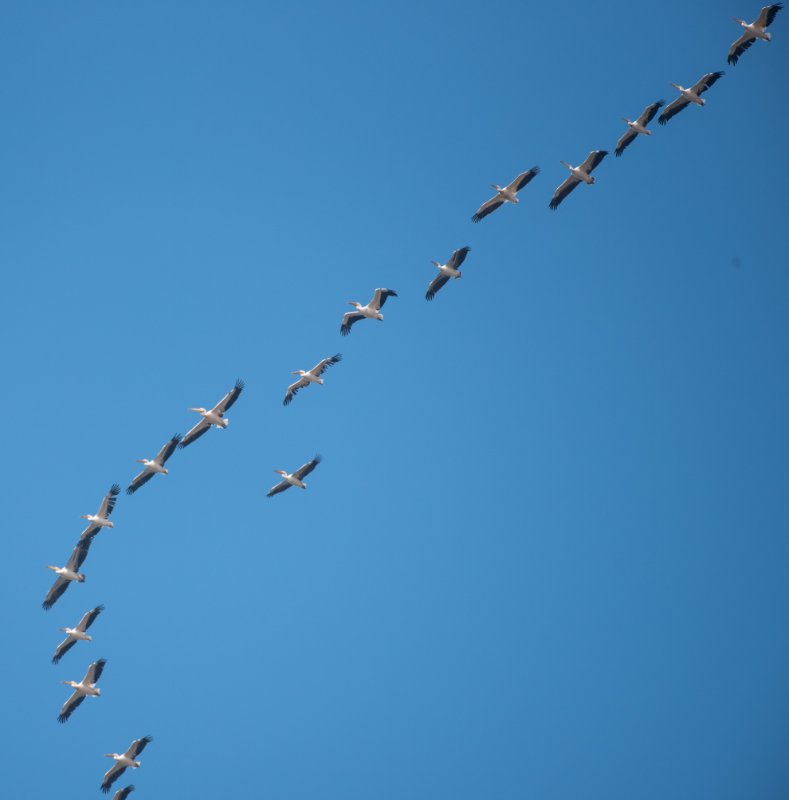 pelican2_OPT.jpg
