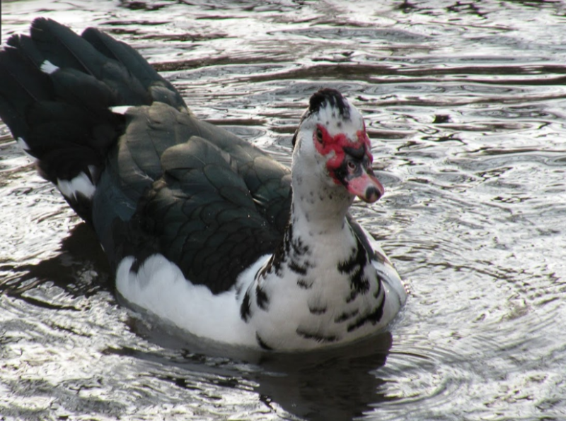 Canard aix en provence parc de la torse.png