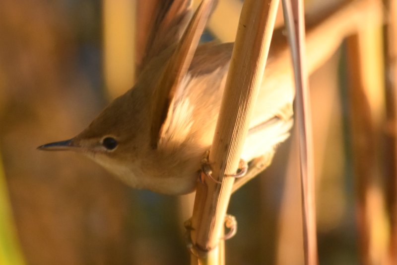 Rousserole effarvate 20200804 Belval (3)AM.JPG