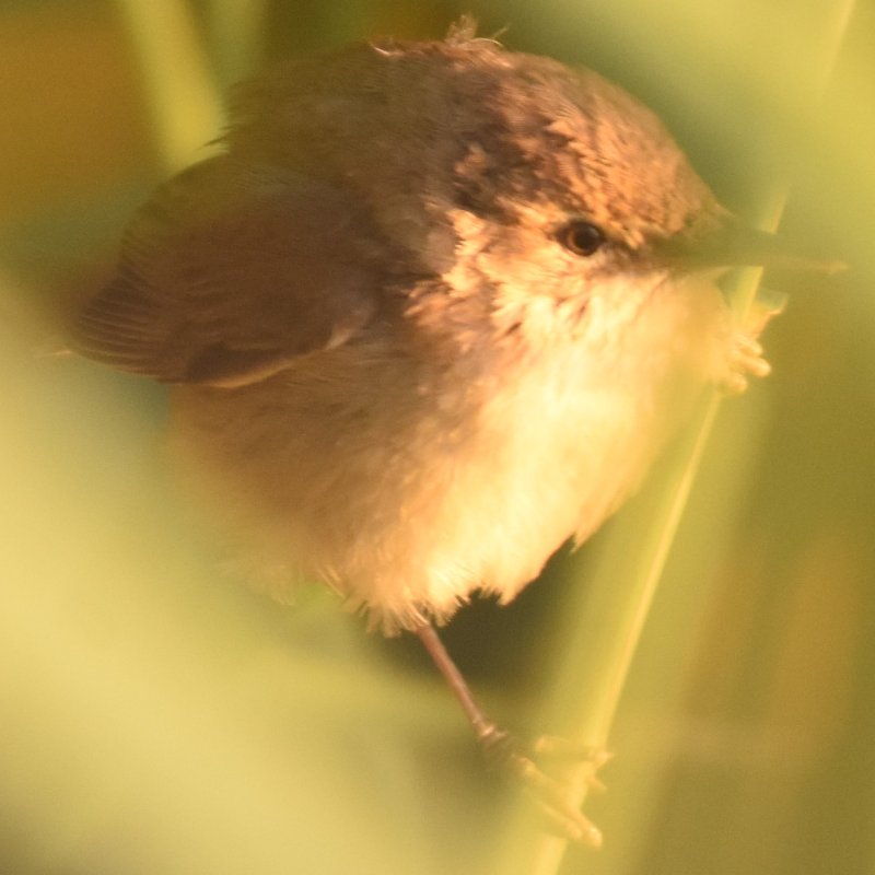 Rousserole effarvate 20200804 Belval (5)AM.JPG