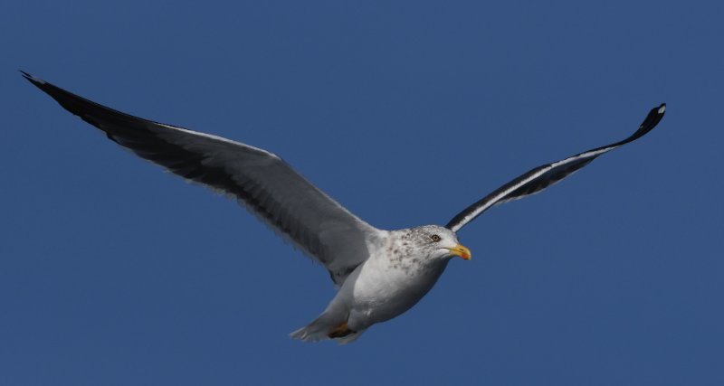 G. brun intermedius -internuptial (2).JPG