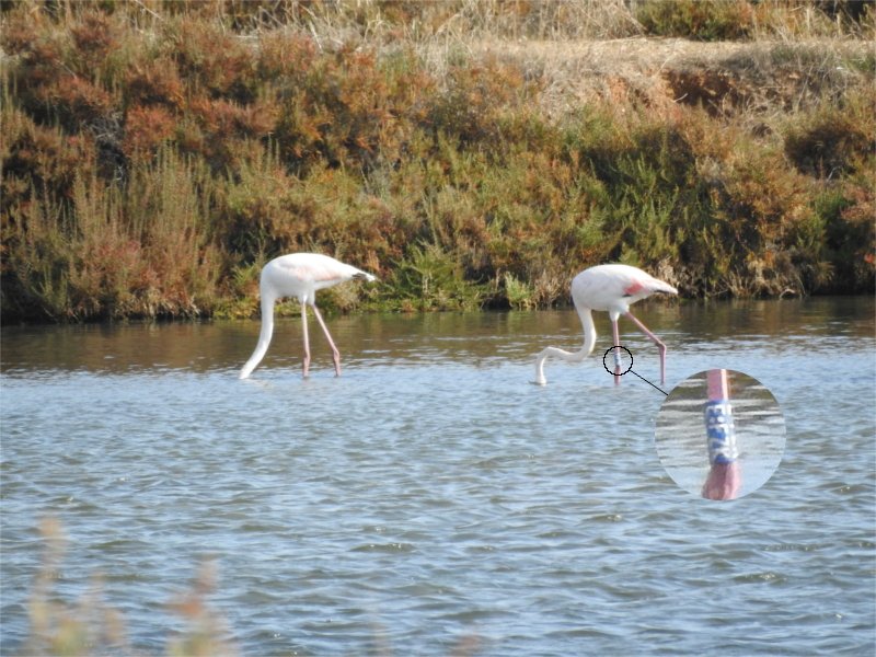 Flamant rose bagué 1.JPG