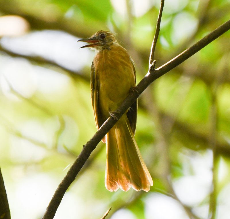 bulbul-de-McClelland.jpg