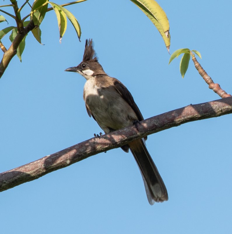 bulbul-orphée-immature.jpg