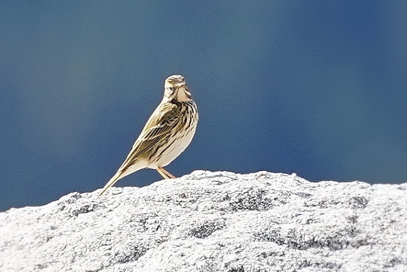 E Bernard Pipit Pyrénées.JPG