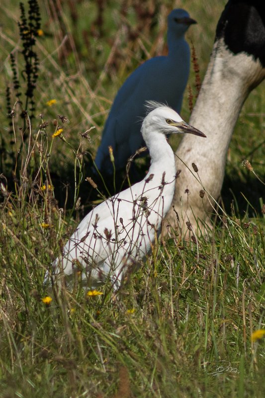 Héron gardeboeuf_0930.jpg