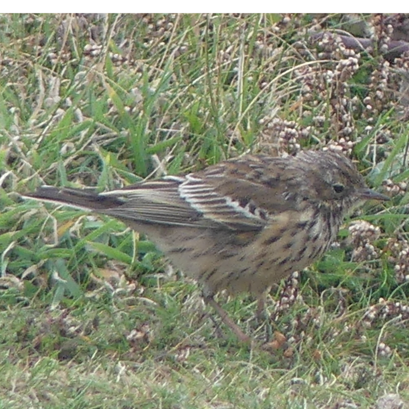 pipit ouessantin.png