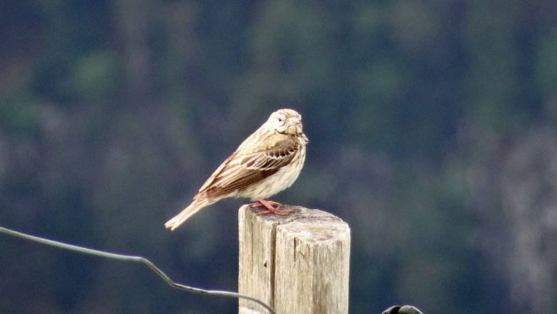 pipit - banne d'ordanche.JPG