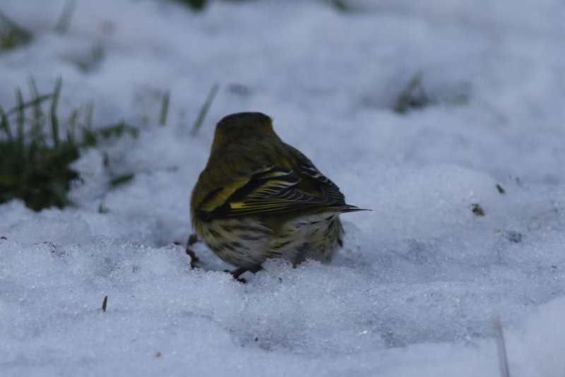 Serin cini x2.jpg