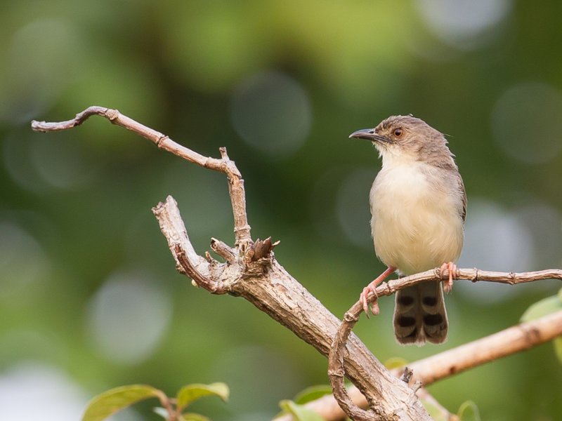 BF6E3317 Whistling Cisticola.jpg