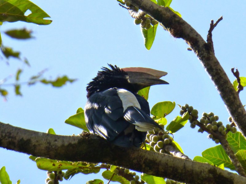 oiseau-Cenel-Ethiopie-P1020355.jpg