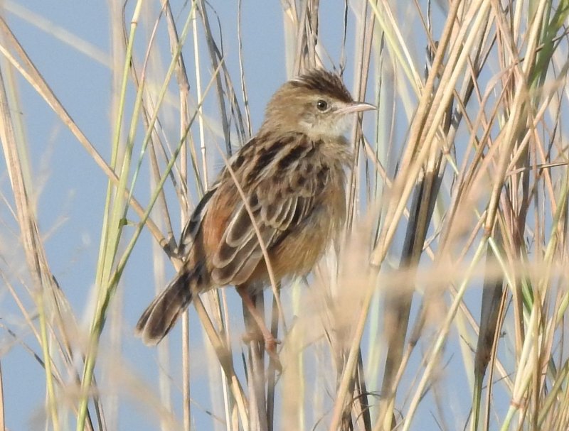 Cisticole des joncs (Cisticola juncidis).jpg