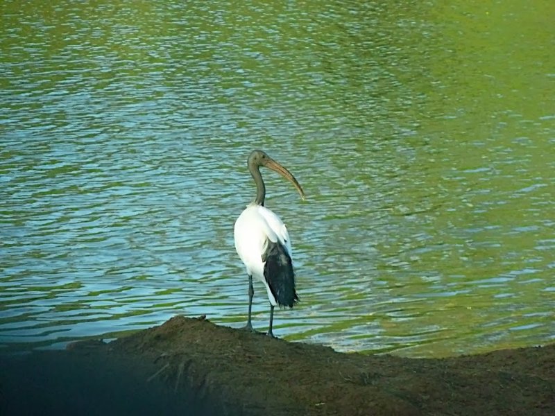 ibis-sacré.jpg