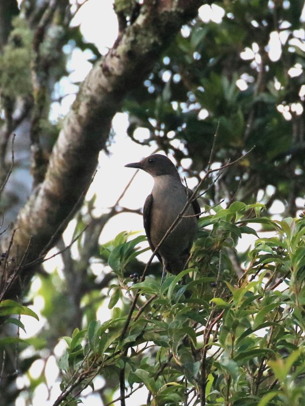 295A9593 Monteverde Cloud forest lodge.JPG