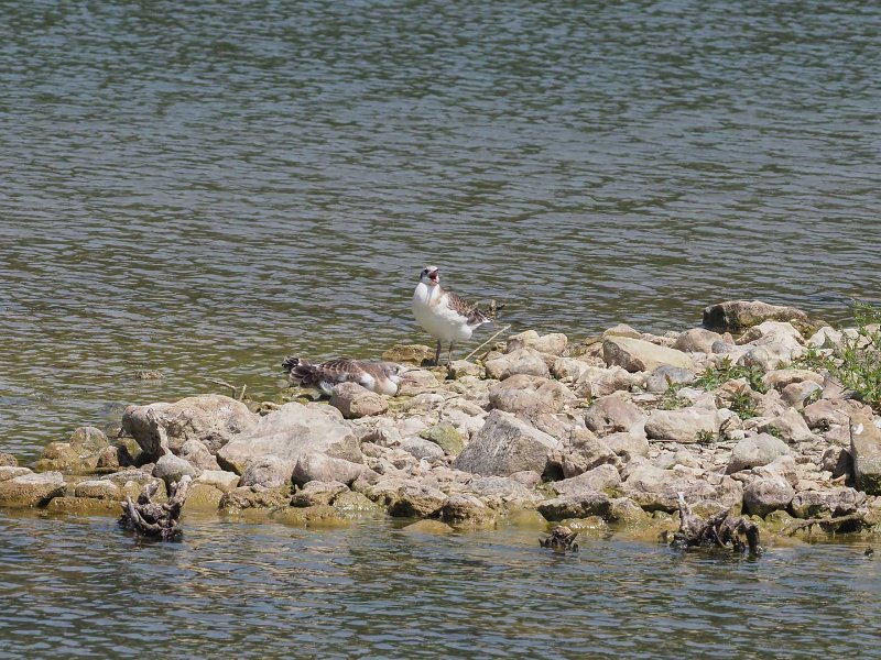 Chroicocephalus-ridibundus-.jpg