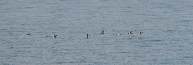 Guillemots de Brunnich 0031.jpg