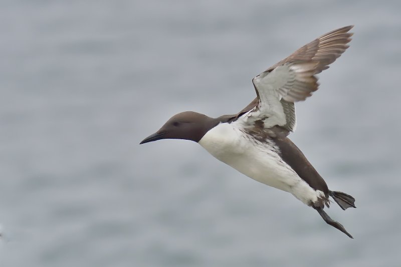 Guillemot 9396 réduite.jpg