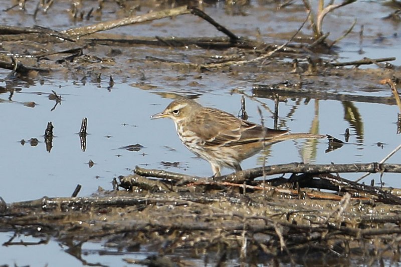 Pipit_GrandLaviers_20210228_1089.jpg