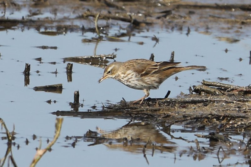Pipit_GrandLaviers_20210228_1095.jpg