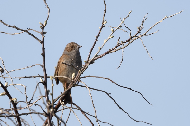 02 mars 2021Parc de la Courneuve-2.jpg