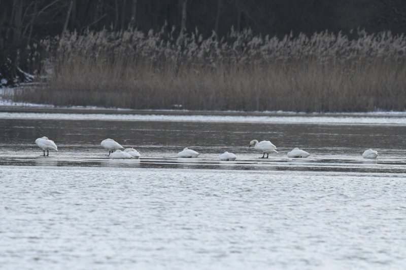 Cygne de Bewick 20210214 Der (3)AM2.JPG