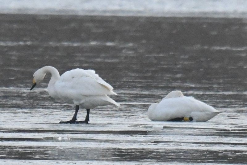 Cygne de Bewick 20210214 Der (3)AM.JPG