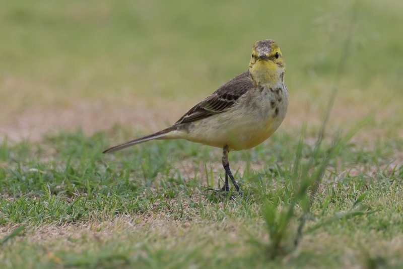 IMG_0306 Western Yellow Wagtail.jpg