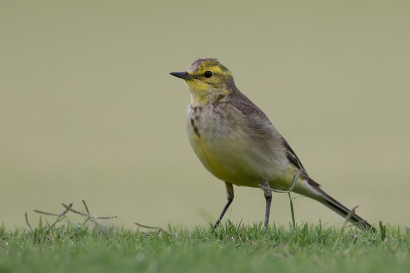 IMG_0311 Western Yellow Wagtail.jpg