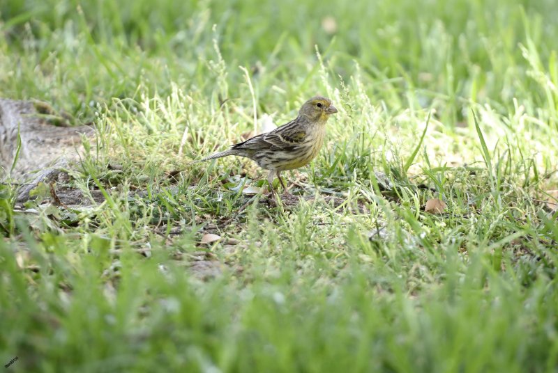 3X1A3380 Serin Las Palmas de grand Canaria.jpg