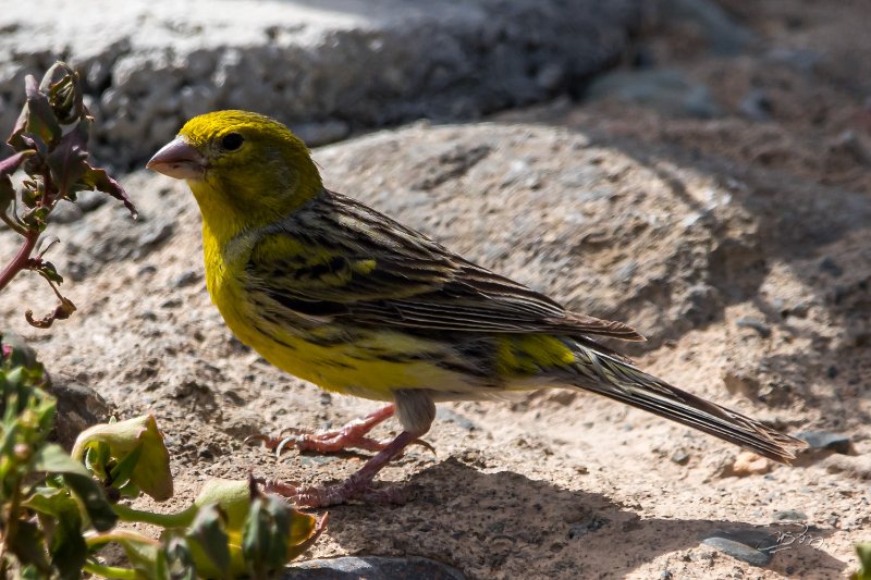 Serin des Canaries_8653.jpg