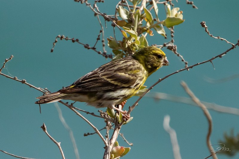 Serin cini_3234.jpg