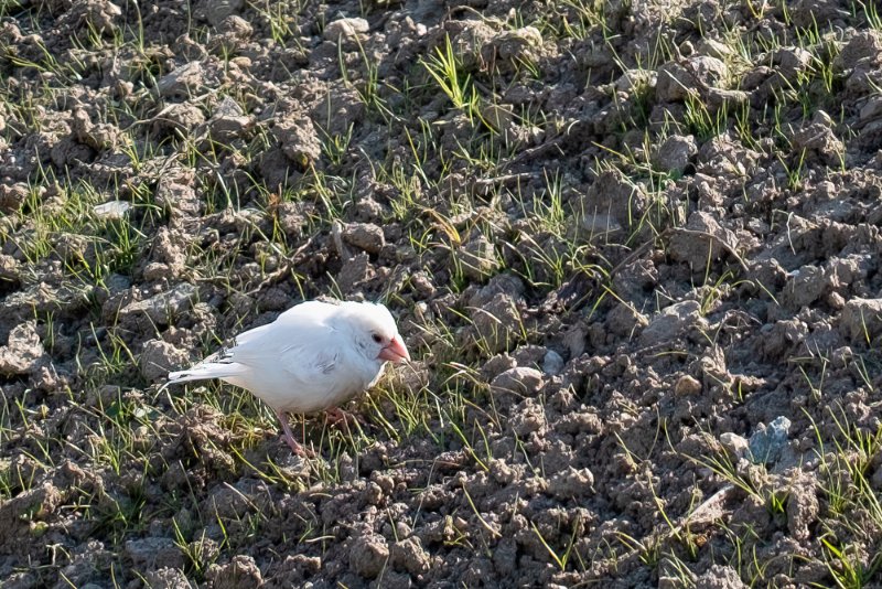 Petit-oiseau-blanc-R-DSCF1232.jpg