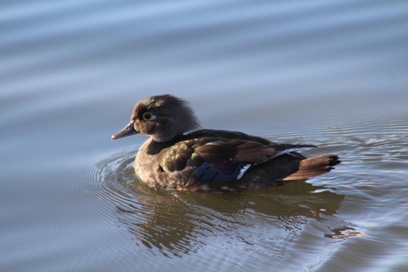 canard carolin femelle.jpg