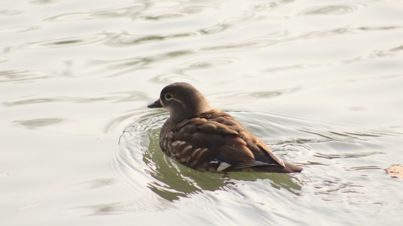 canard mandarin femelle.jpg