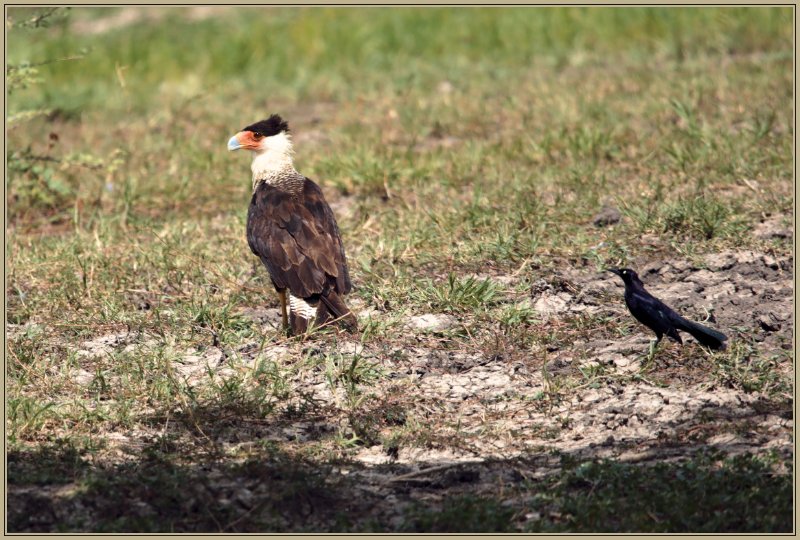 3X1A6113 Caracara huppé.jpg