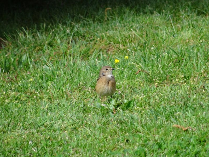 19 - mai - ~Fauvette des jardins 1.JPG